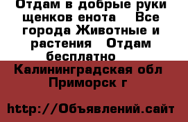 Отдам в добрые руки щенков енота. - Все города Животные и растения » Отдам бесплатно   . Калининградская обл.,Приморск г.